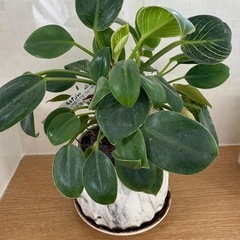 観葉植物フィロデンドロン(取引中)