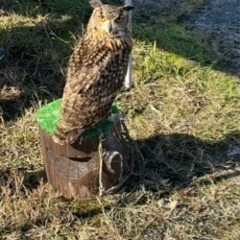 伊佐市菱刈にゃんにゃんフリーマーケット