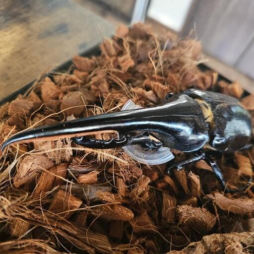 カブトムシ ヘラクレスオオカブト 成虫 BULL血統