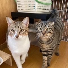 ジュニアとシャア　珍しい特徴を持っている兄弟