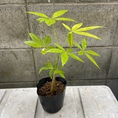 種から育てたパキラ　25センチの画像