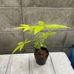 種から育てたパキラ　25センチの画像