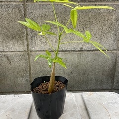 種から育てたパキラ　25センチ