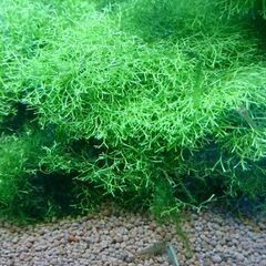 水草 リシア　No.101