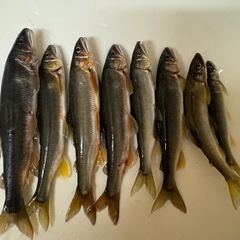 アユイング仲間募集 − 静岡県