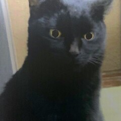 [譲渡費用＝不要] 黒猫好きな方！