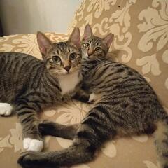 キジ白＆キジトラ