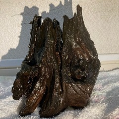 流木 熱帯魚 水槽 撮影時より､だいぶ苔むして来てます。