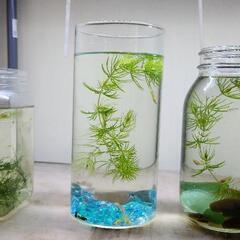 国産 RREA アクアマリンレッドテール 熱帯魚（パンジー）２匹&アクアボトル付きの画像