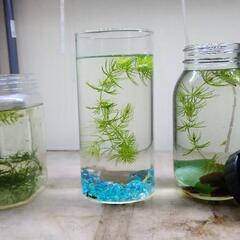 国産 RREA アクアマリンレッドテール 熱帯魚（パンジー）２匹&アクアボトル付きの画像