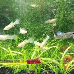 国産 RREA アクアマリンレッドテール 熱帯魚（パンジー）２匹&アクアボトル付きの画像