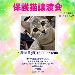 1月26日日曜日保護猫譲渡会のお知らせ