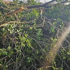 紅カナメ薪として必要な人の画像