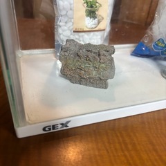 GEX アクリル水槽 定価3000円位 オマケつきの画像