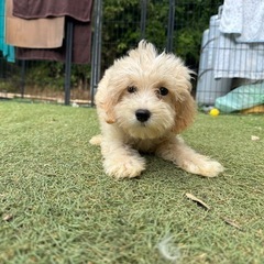 【飼い主様決まりました】マルプーの男の子🧸🤍