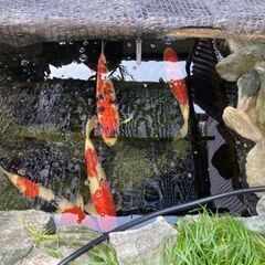 錦鯉をもらって下さる方の画像