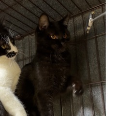 6ヶ月♡シャーすぎてイカ耳ドラえもんな黒猫ちゃん♡可愛い！！ - 猫