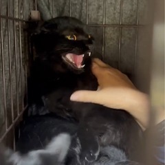 6ヶ月♡シャーすぎてイカ耳ドラえもんな黒猫ちゃん♡可愛い！！ - 大田区