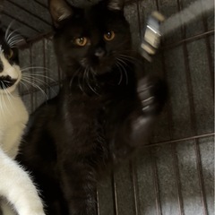 6ヶ月♡シャーすぎてイカ耳ドラえもんな黒猫ちゃん♡可愛い！！ - 里親募集