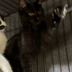 6ヶ月♡シャーすぎてイカ耳ドラえもんな黒猫ちゃん♡可愛い！！ − 東京都