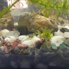 ミナミヌマエビ10匹の画像