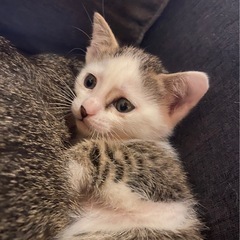 可愛い猫ちゃんの里親募集！！！