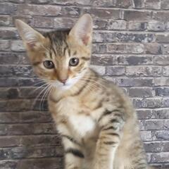 決定【保護猫の里親募集】すぐりくん　キジメス