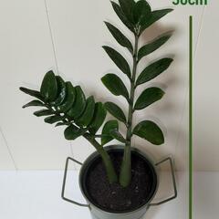 【💖Thankyou💖】小50cm🌱ザミオクルカス🌱/観葉植物の画像