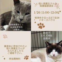 保護猫譲渡会