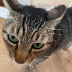 人懐こくておとなしい猫です。
