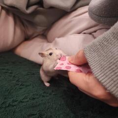 ジャンガリアンハムスター メス イエロー