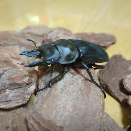 ローゼンベルグオウゴンオニクワガタ