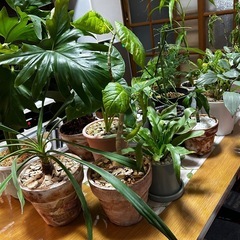 観葉植物　20鉢　セローム　フィカス　ウンベラータなど
