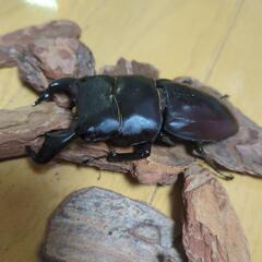 ダイオウヒラタクワガタの画像