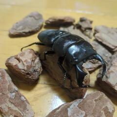 ダイオウヒラタクワガタの画像