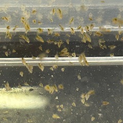 オオミジンコ(ダフニアマグナ) 2L の画像
