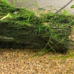 ミナミヌマエビ25匹