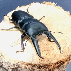 ツシマヒラタ　クワガタ　♂♀♀