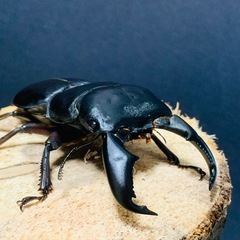 スマトラオオヒラタ　クワガタ　ペア　NO.1