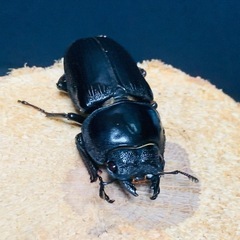オオクワガタ　クワガタ　ペア　久留米産マツノ血統の画像