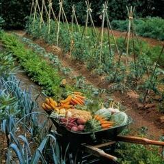 【募集中】貸農園、野菜を作ってみませんか？