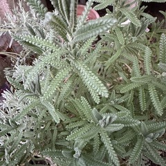 ラベンダー　　植物の画像