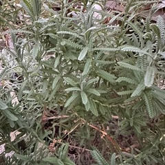 ラベンダー　　植物の画像