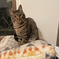 キジトラ(保護猫) 4歳〜5歳くらい