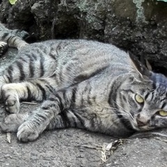 迷子猫 見かけた方いませんか？ - その他
