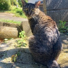 迷子猫 見かけた方いませんか？ − 神奈川県