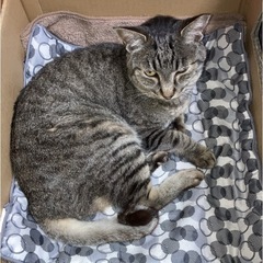 迷子猫 見かけた方いませんか？ - 綾瀬市