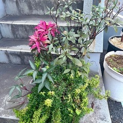 【取り置き中】[植物売ります] 寄せ植え
