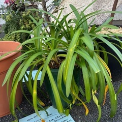 [植物売ります] アガパンサス