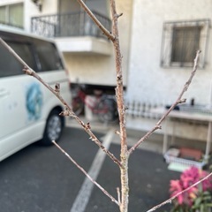 [植物売ります] 緑桜